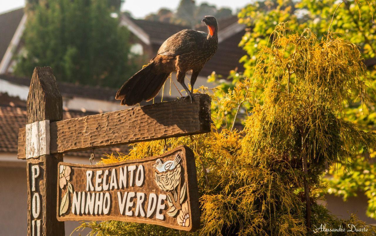 Pousada Recanto Ninho Verde Chales Campos do Jordão Kültér fotó